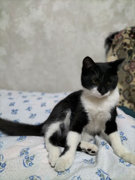 Котенок подросток