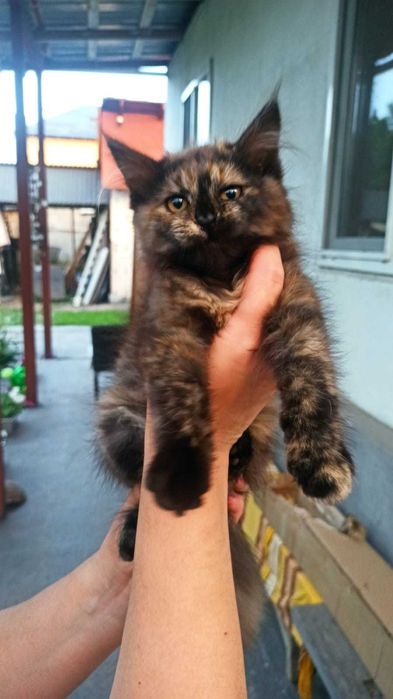 Пушистые котята в добрые руки