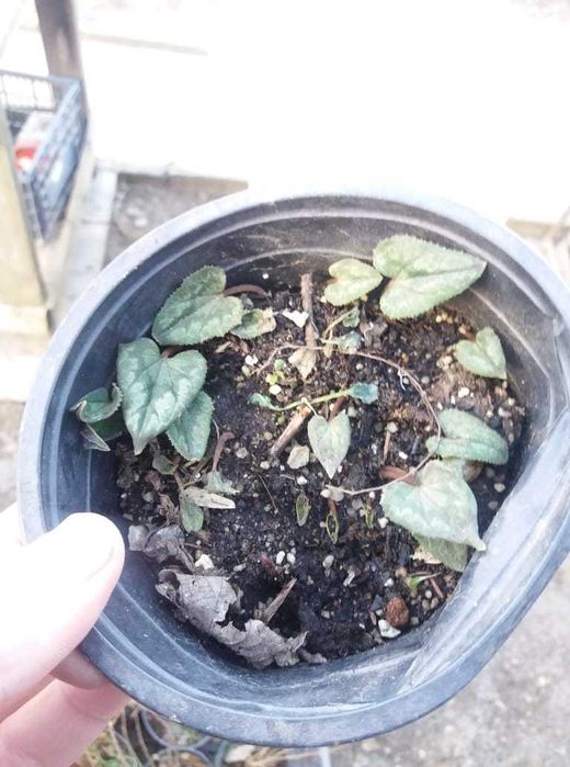 Горска Циклама - Студоустойчива Луковици и Растения