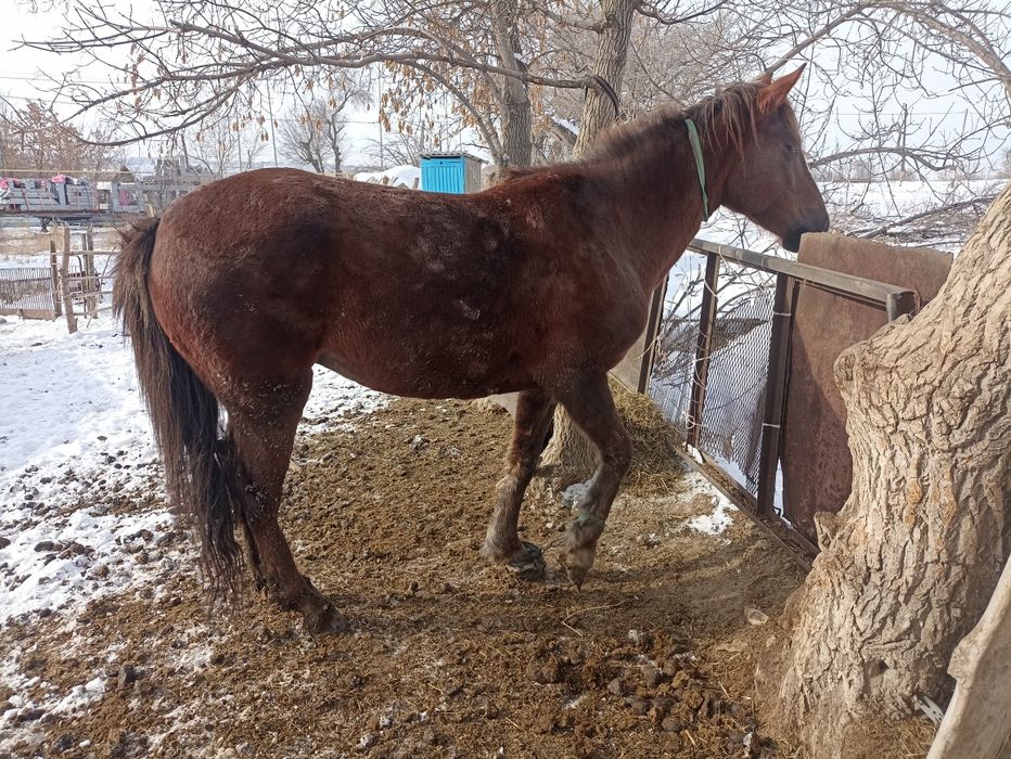 Семиз бие сатамын