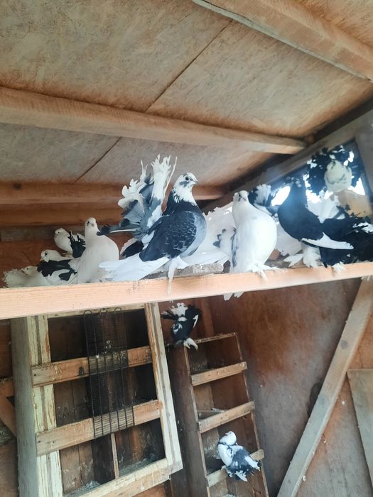 Porumbei indieni de vânzare