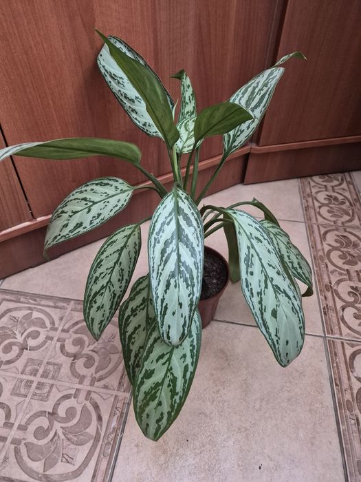 Комнатные цветы,разные