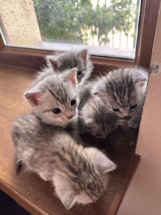 Кошка мысык мысық