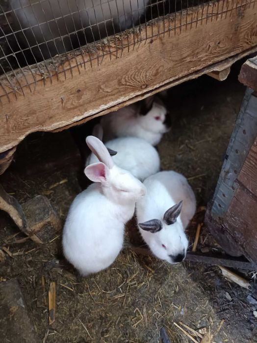 Зайци за разплод