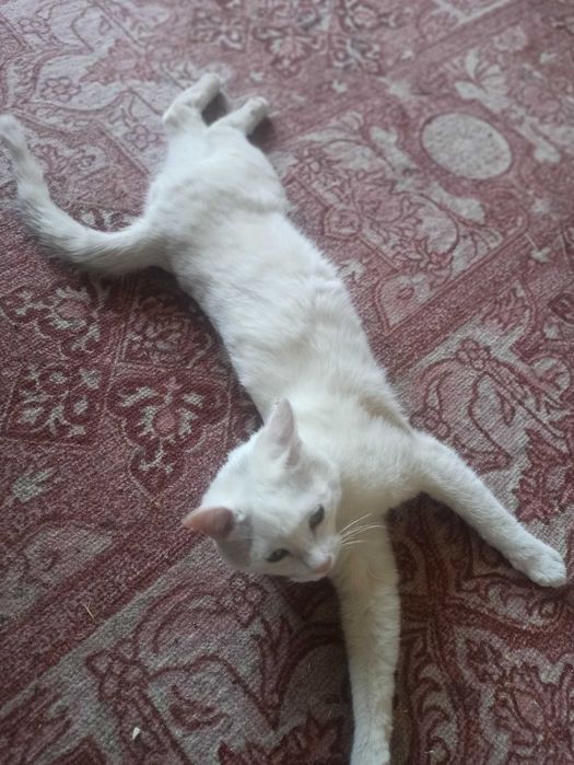 Ласковый домашние котята