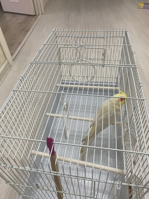 Продам попугая корелу