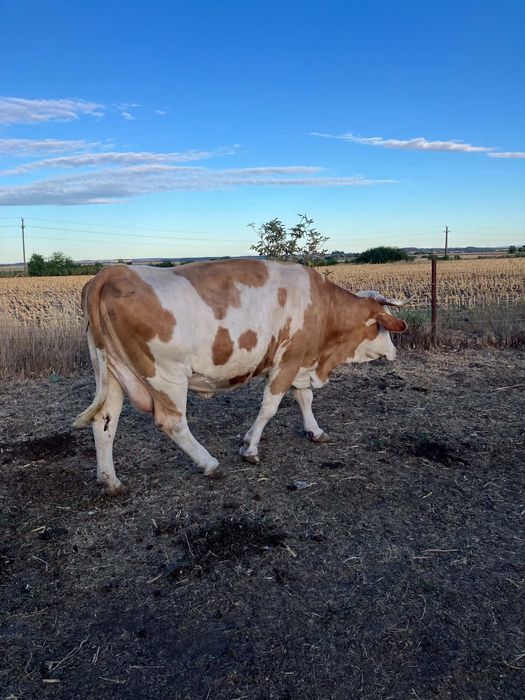 Vaca de vanzare.