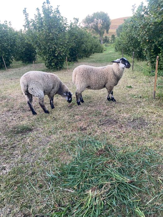 Vand mieluta Suffolk cu Ille de france