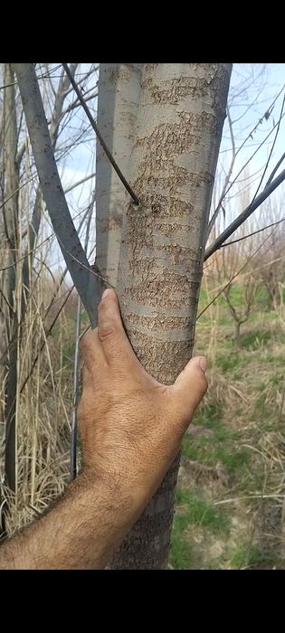 QORA TOL sotuvga chiqdi oladiganlar aloqaga chiqilar  ‼️