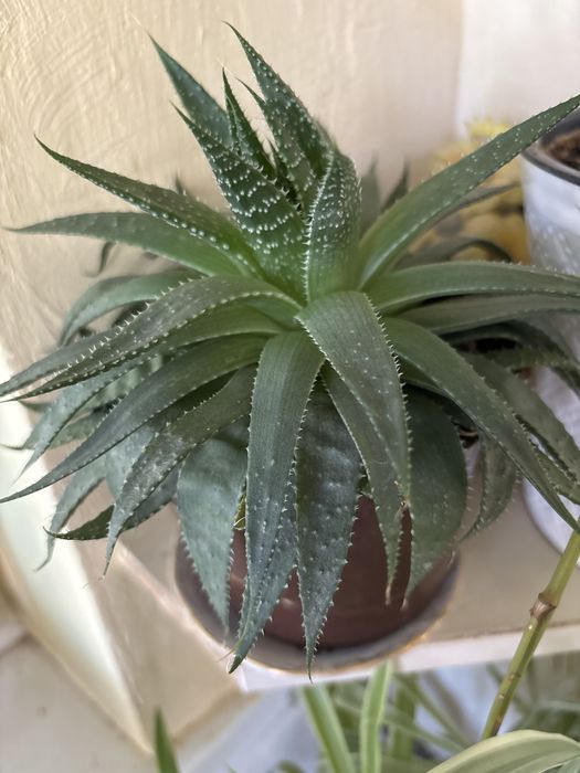 Хлорофитумы и другие цветы