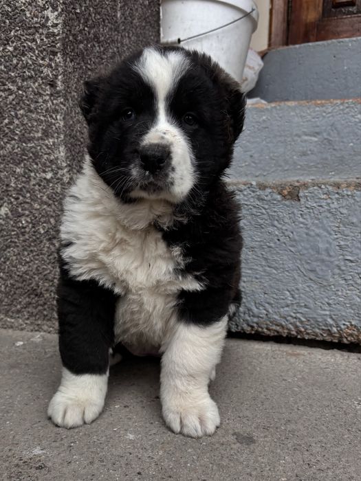 Продам щенка сучка 1,5 месяца