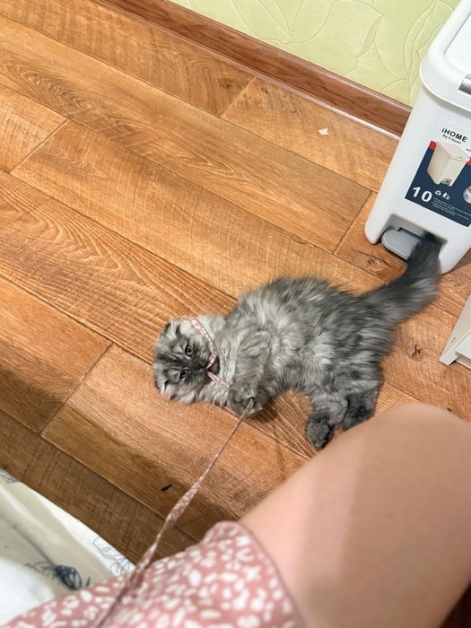 Продам маленького котенка