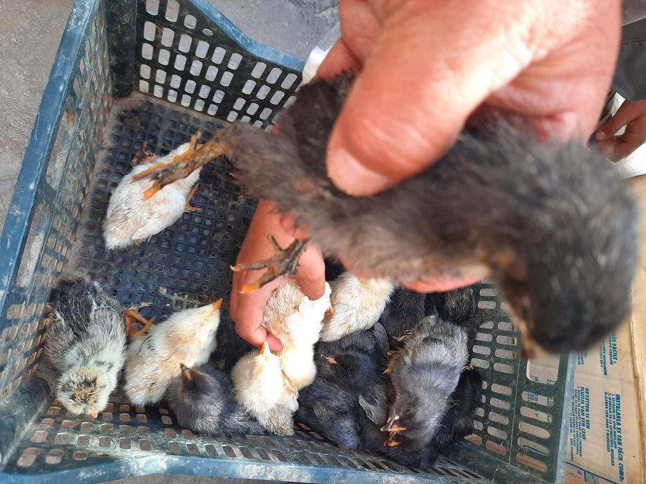 Андижон кора товук брама жерс Жужалари сотилади