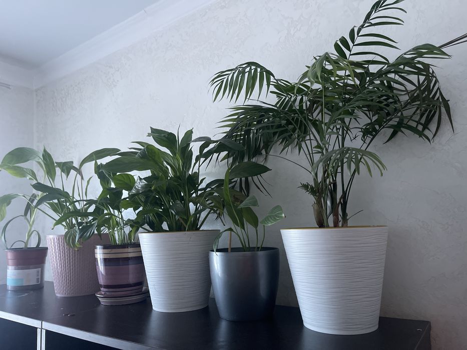 Цветы по 1000 тенге