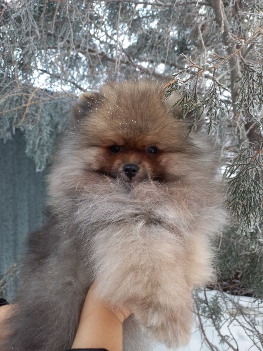Продаётся померанский шпиц