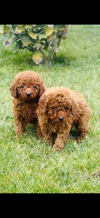 Продавам мини пудели той