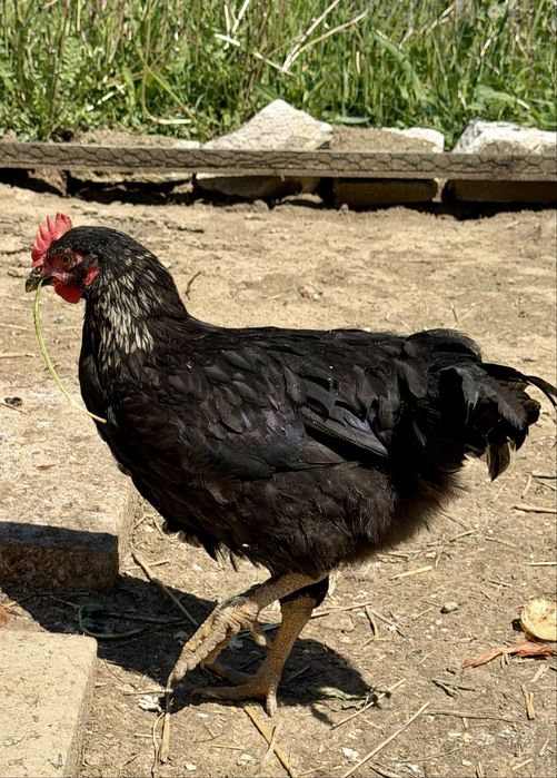 Cocoși tineri de vânzare sau schimb– diferite culori