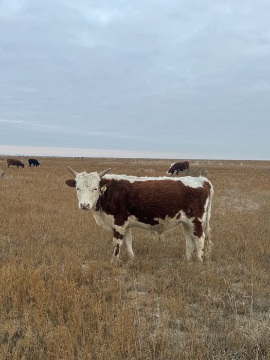 Сиыр малы сатылады еркек жас жарымда күиі жақсы