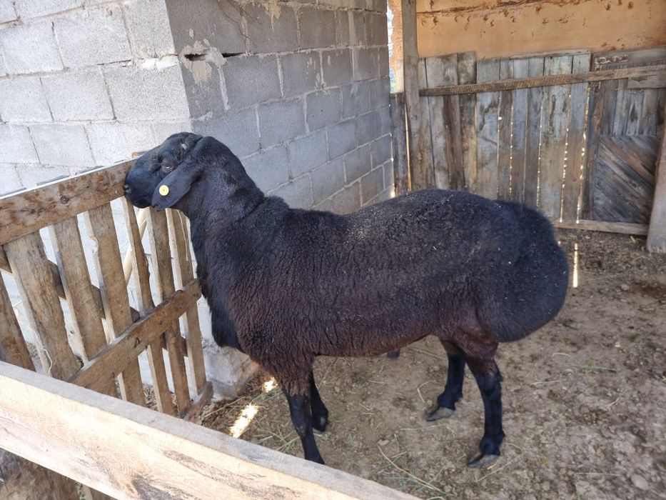 Бараны,қойлар,тоқтылар