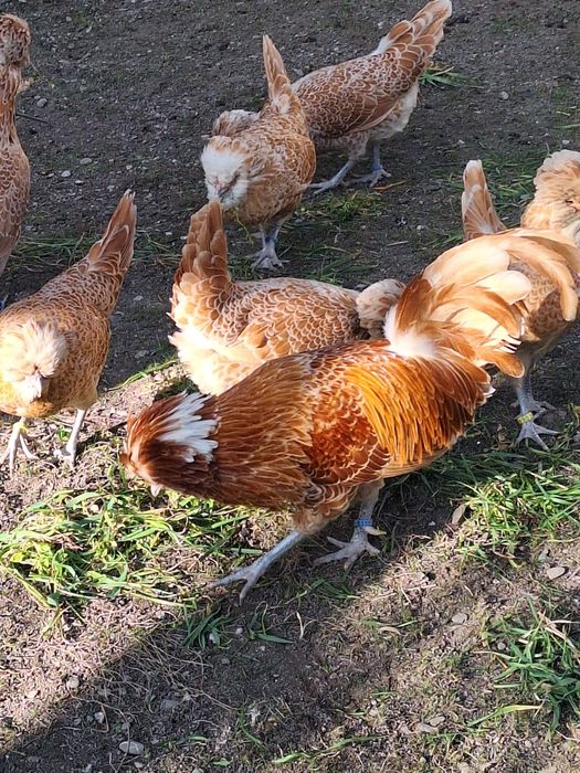 Oua ptr incubat din rasa Paduane Chamoise.