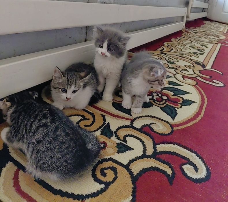 Продаются 3 очаровательных котёнка!