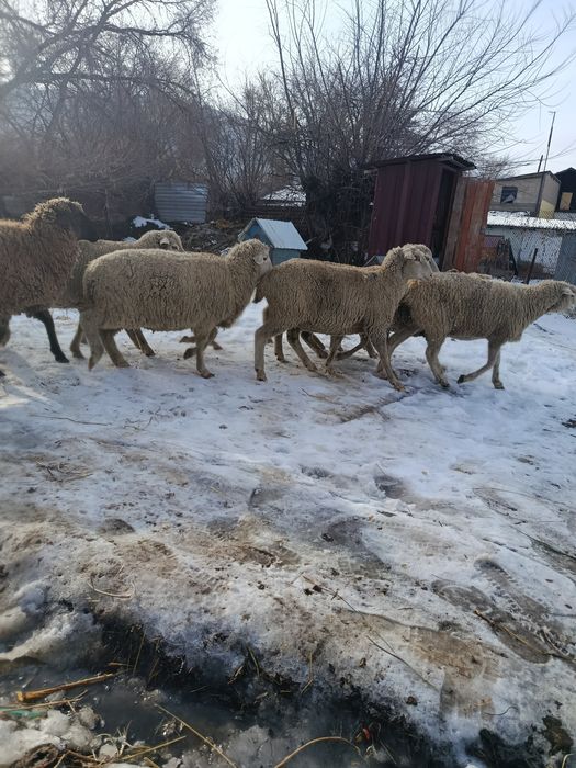 Продам жирных бараны.