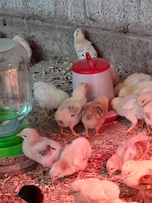 Цыплята недельные