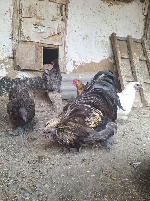 Петух карликовый