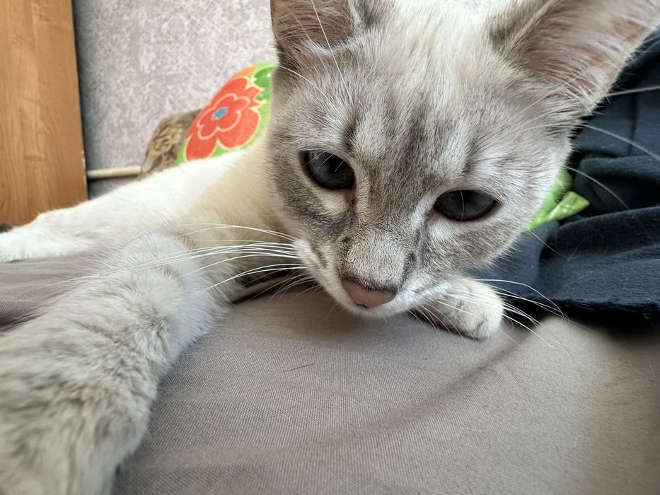 Отдам в хорошие руки