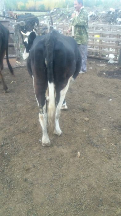 Продам первотёлку 600 000т.