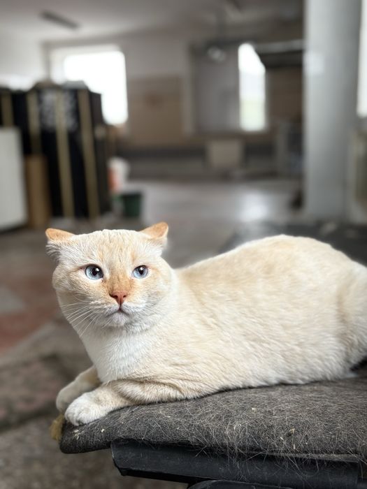 Кот Сема ищет семью