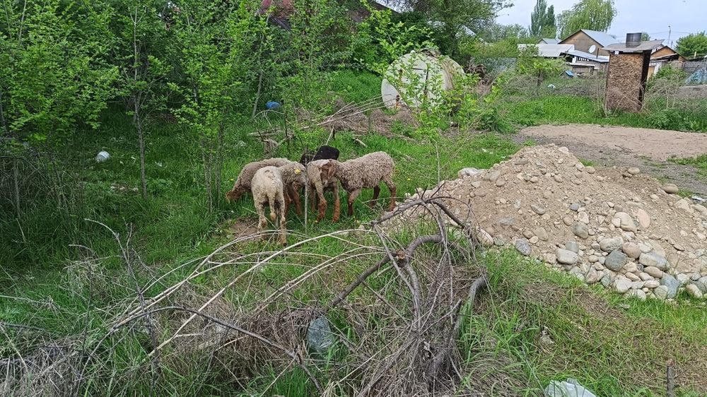 Продам торг будет