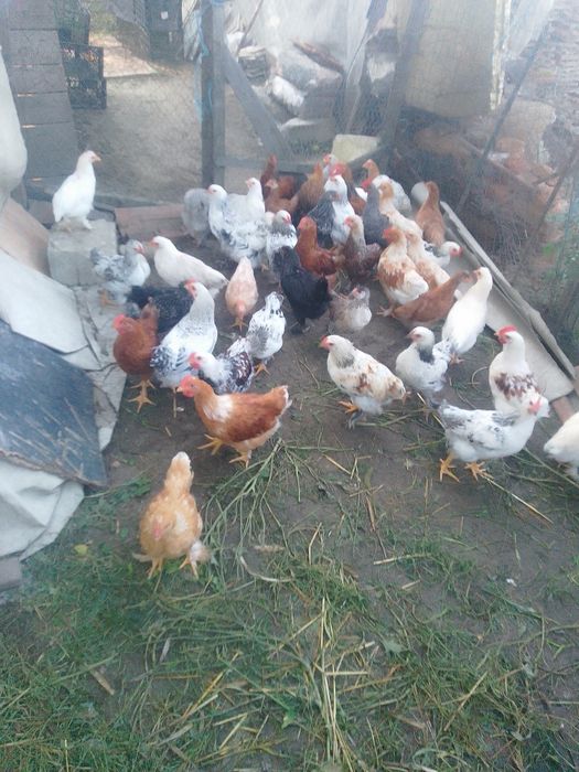 Pui de țară și cocos