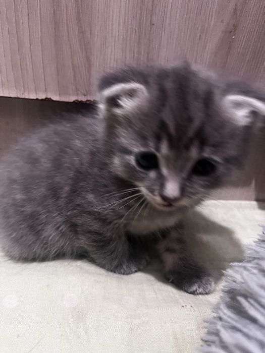 Продам котят весловухие