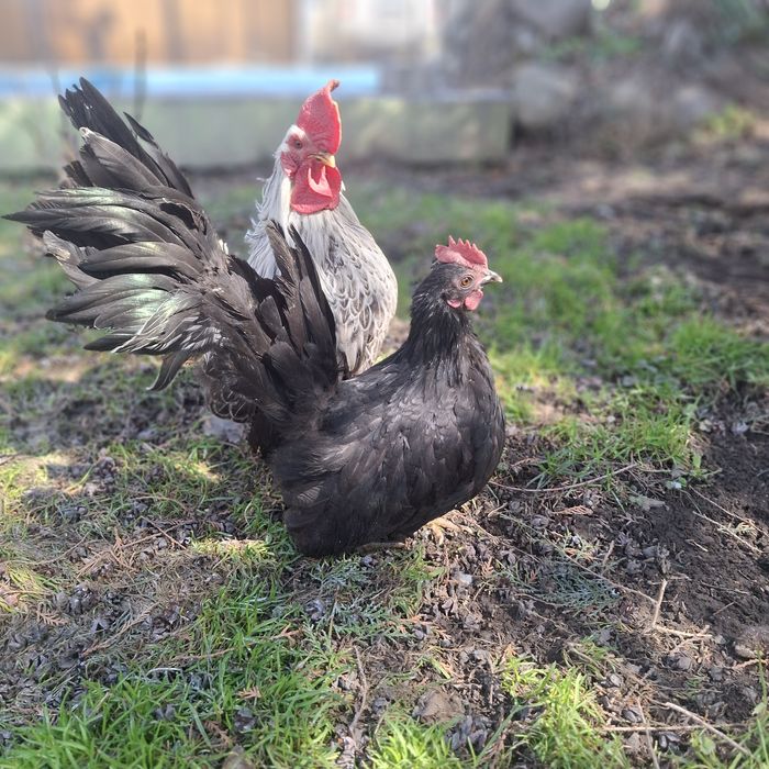 Декоративные курочки шабо