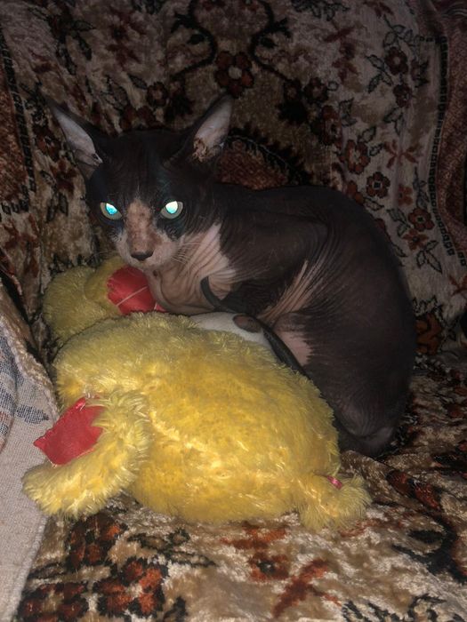 продаётся кот сфинкс