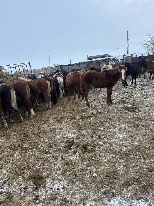 На продажу жеребята 2025