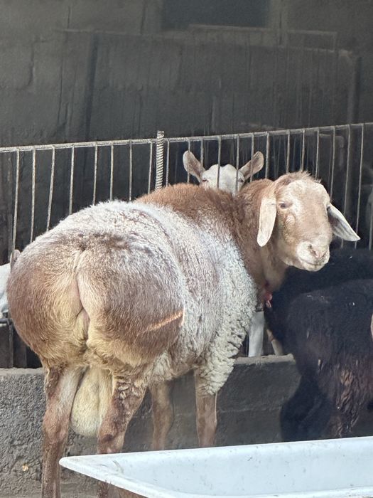 Қошқар Арашан Қисар