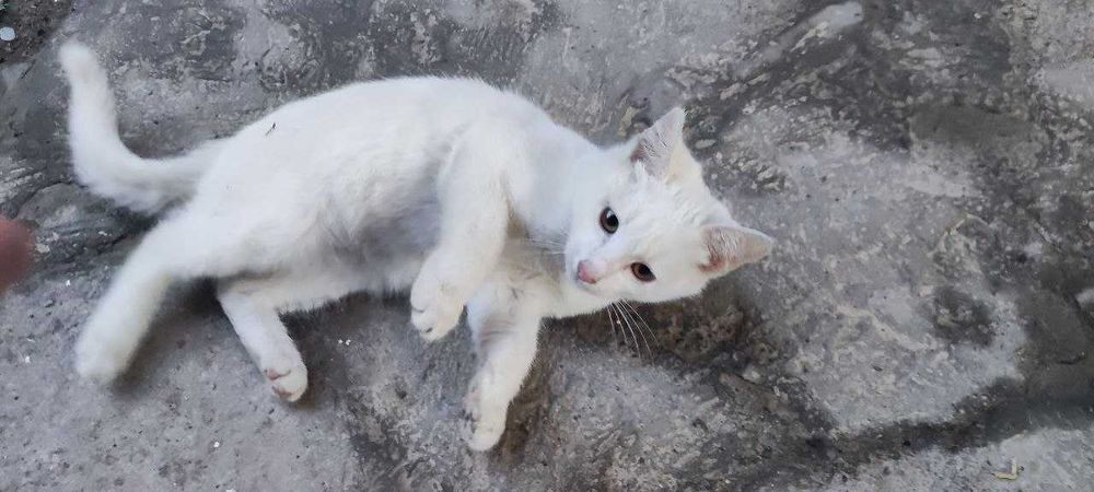 Снежок ищет семью