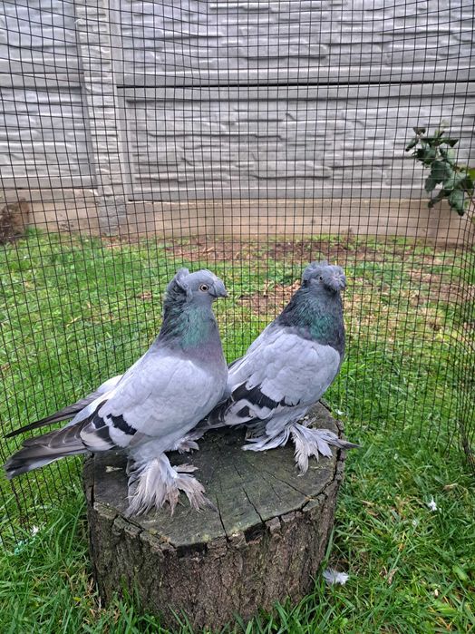 Jucatori de Botoșani  Turturele diamant și razatoare