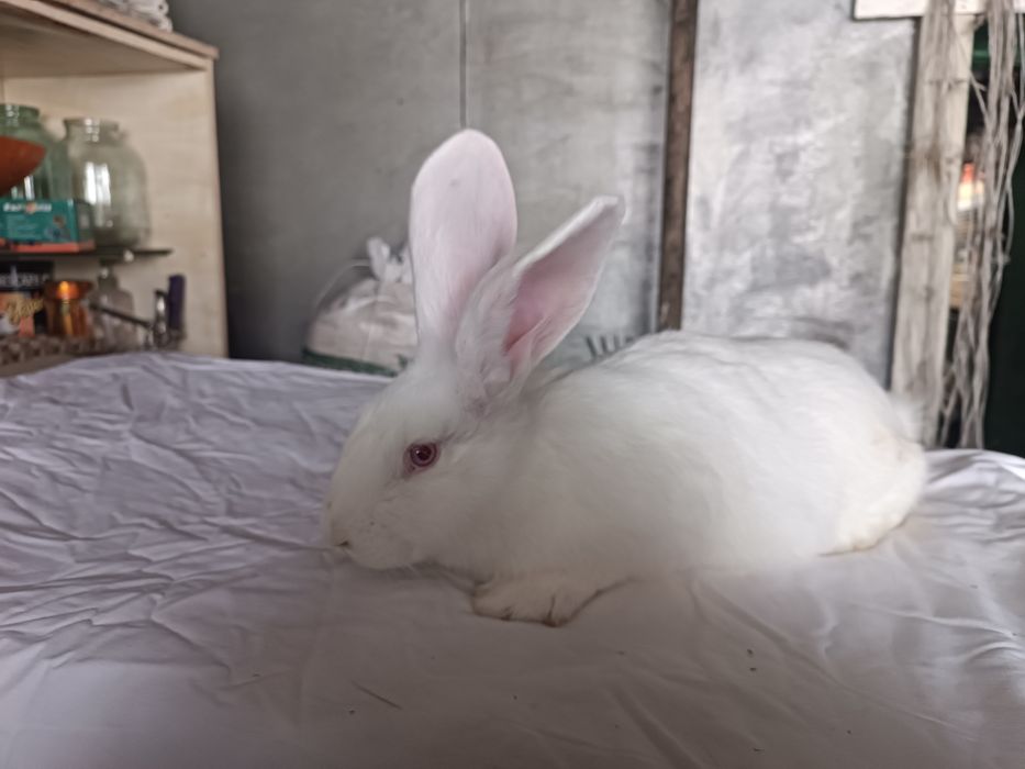 Продам кроликов белый панон