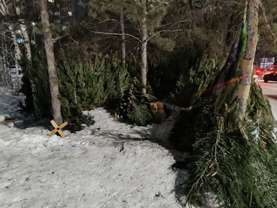 Ёлки ,Сона ,ель,пихта,новогодние