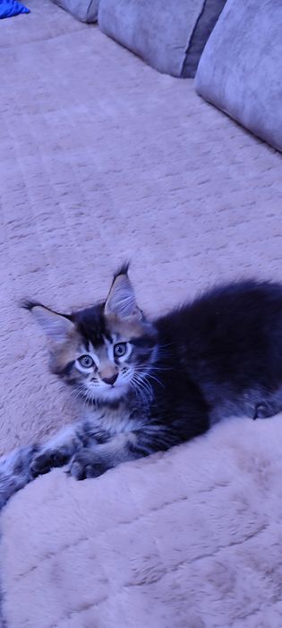 Продам котят Мейн-Кун. С документами.