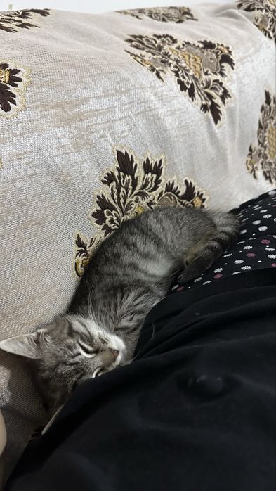 Котенок в добрые руки