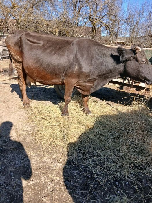 Vând 2 vaci mai multe detali la număr de telefon!
