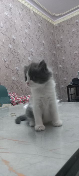 Продаются котята