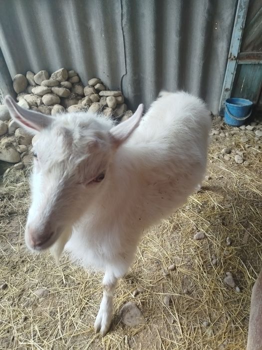 Продам заазинского козла