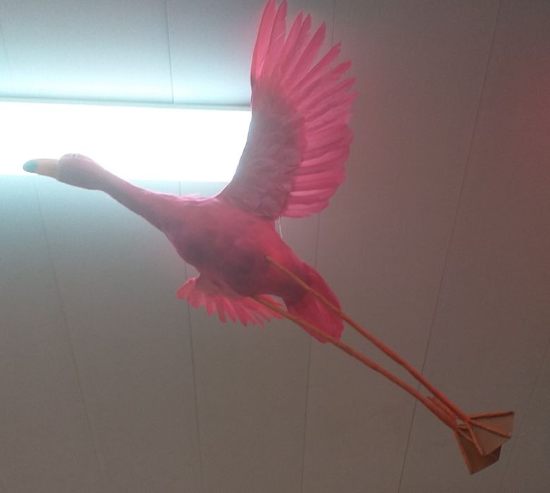 Декоративные птицы