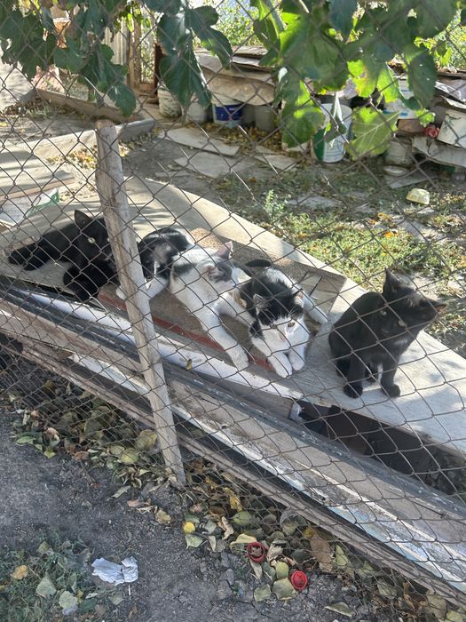 Котята, разных полов