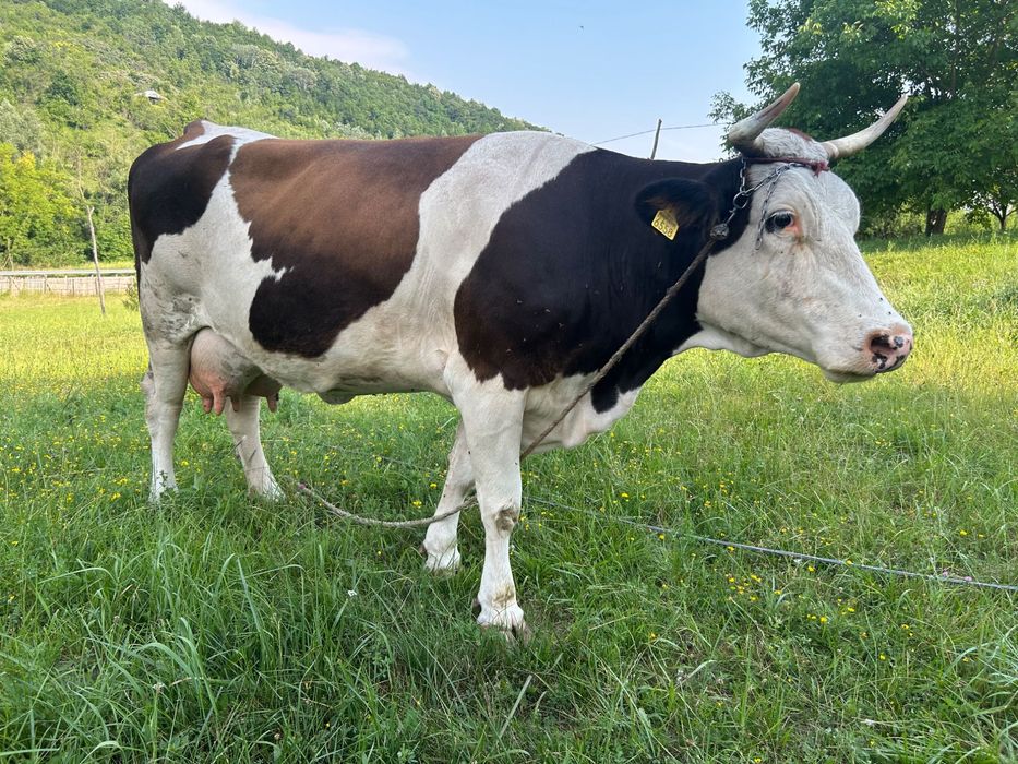 Vaca de lapte  cu vițel
